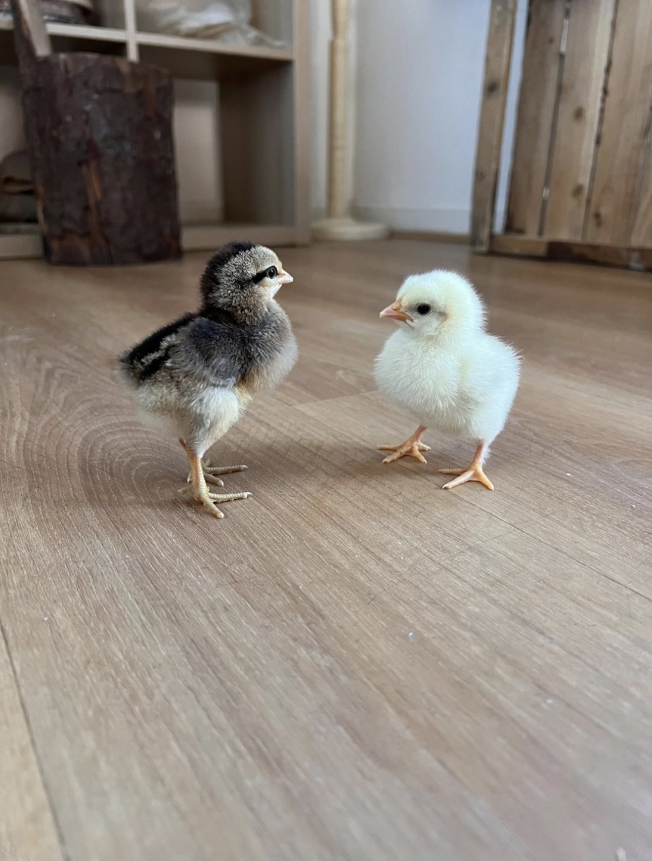 Two young chicks on a wooden floor at Wibli Wobli forest school nursery